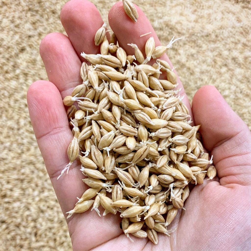 Cloudbreak Grain Marketing | Turning Barley into Beer